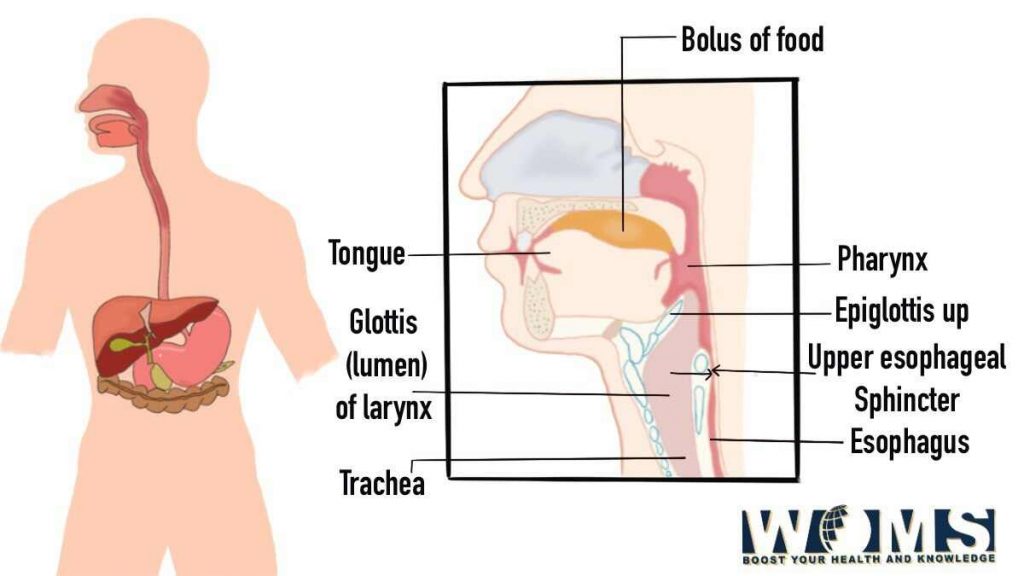 how to make yourself burp