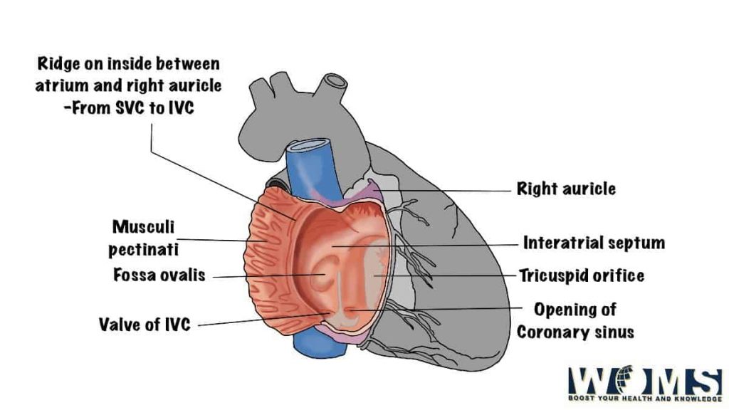 Inferior of right atrium