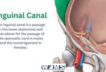 inguinal canal