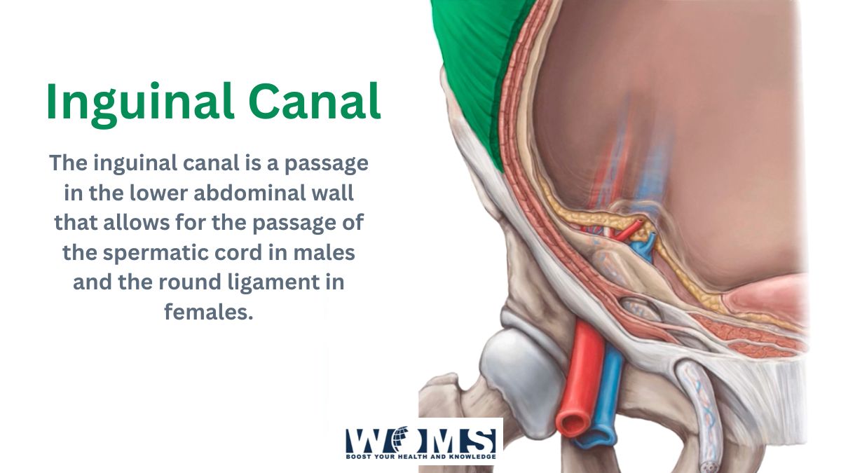 inguinal canal