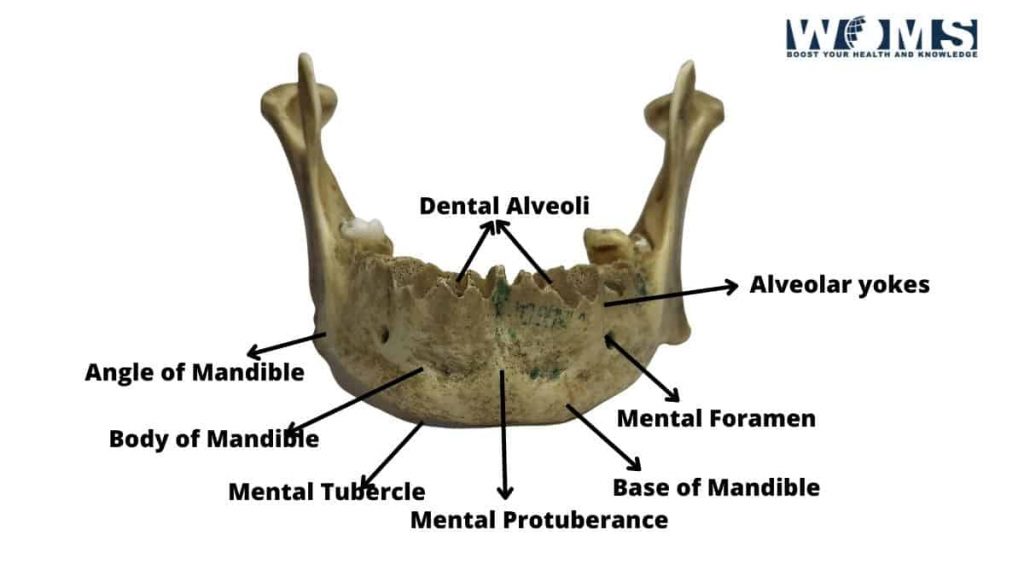 Jaw Bone