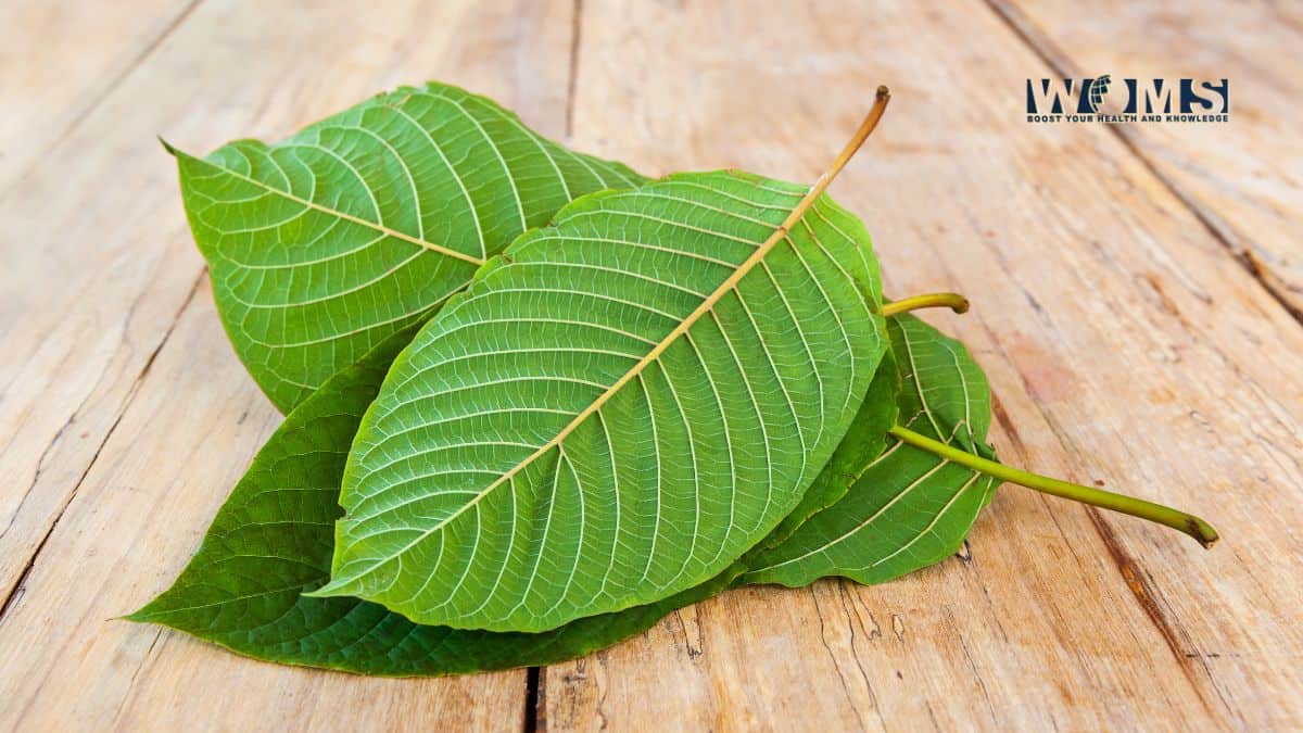 Kratom Strains