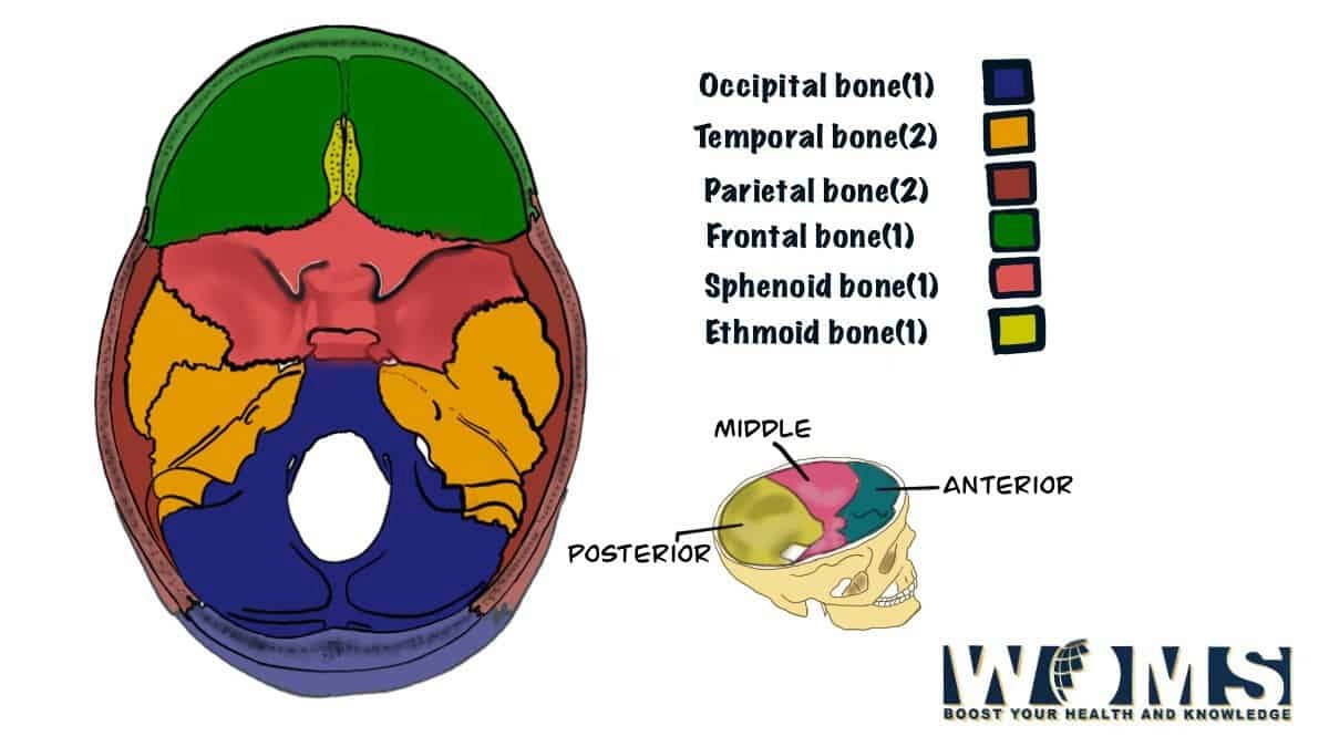 8 Cranial Bones