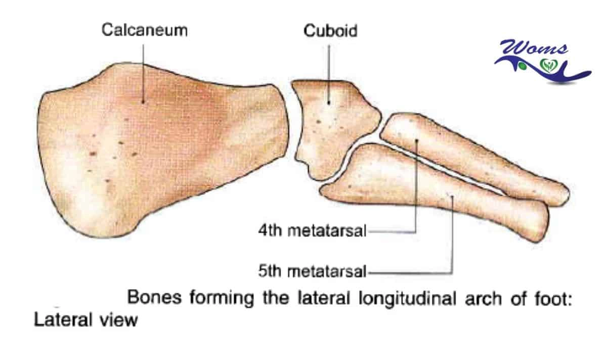 Lateral Longitudinal Arch