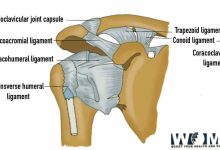 Ligaments of shoulder joint