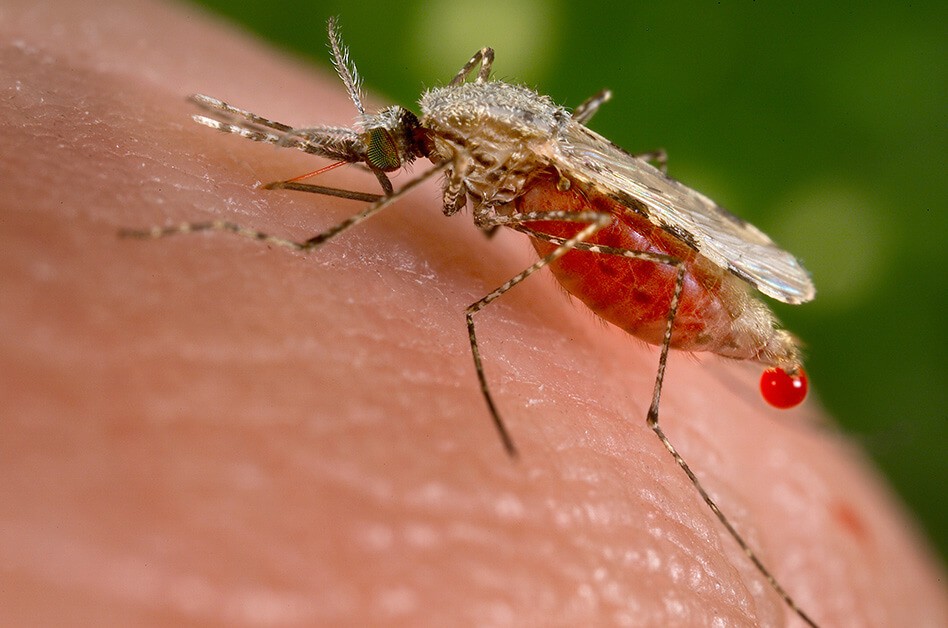 What are the symptoms of Malaria?-woms