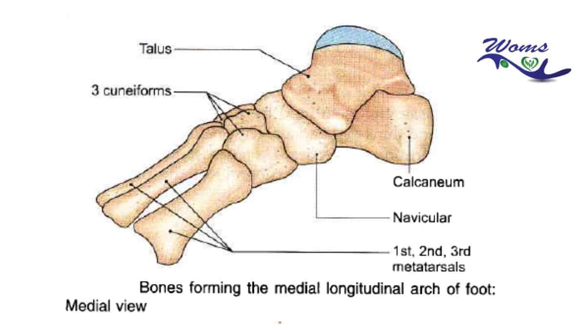 medial-longitudinal-arches-of-foot