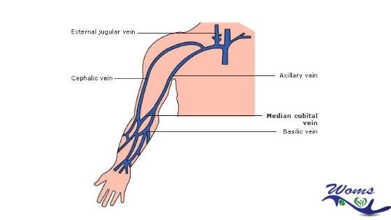 Median Cubital Vein