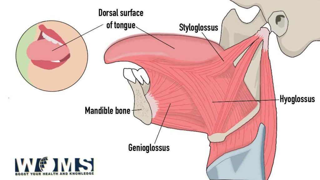 Muscles of tongue