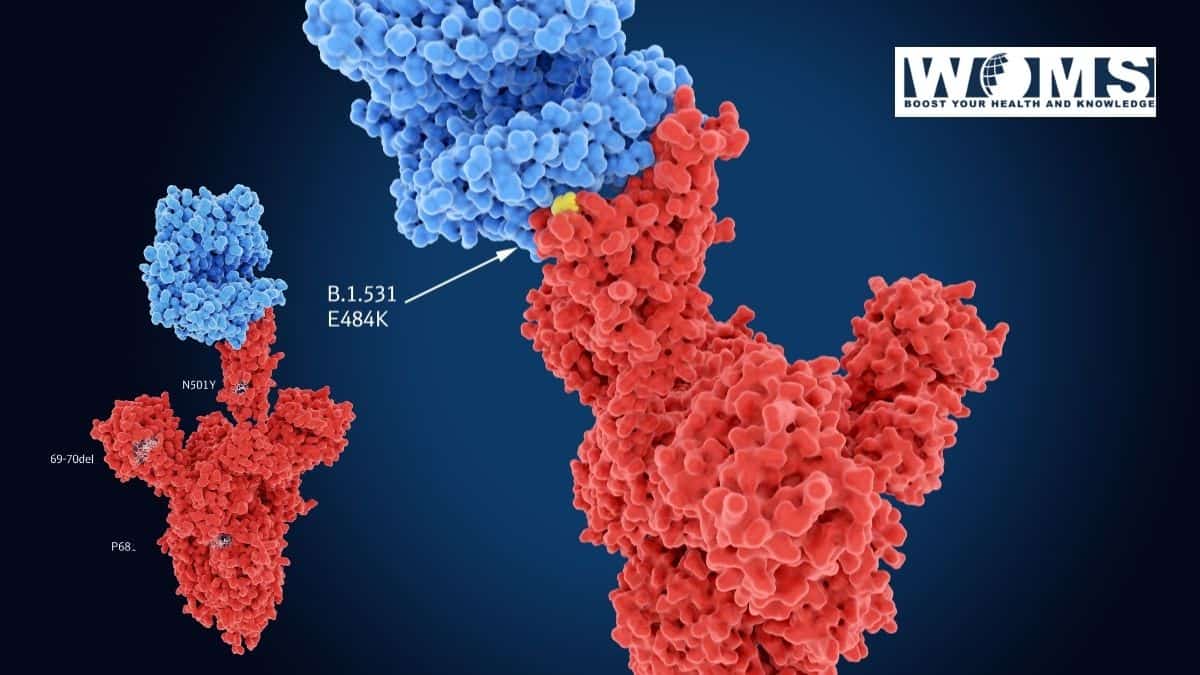 Mutated Variants of the Coronavirus