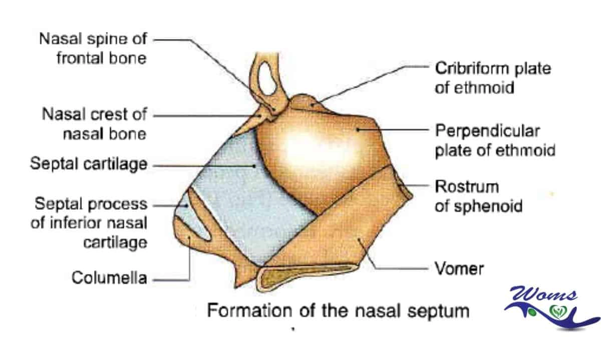 Nasal septum