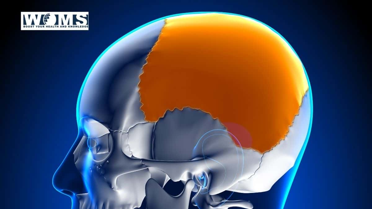 Parietal bone