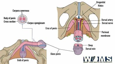 Penis images