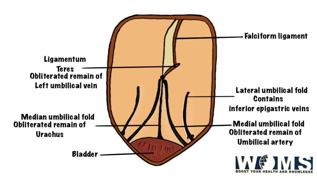 peritoneal folds on the anterior abdominal