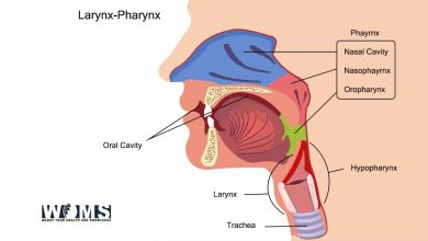 Pharynx Anatomy