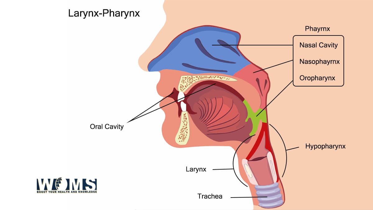 Pharynx Anatomy