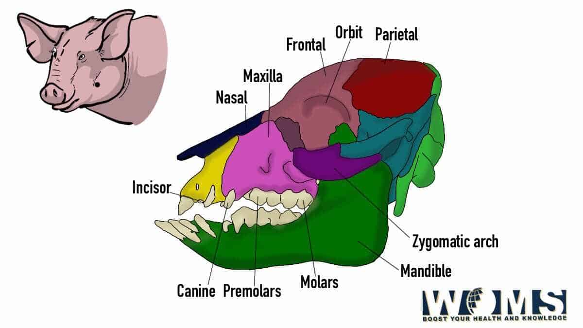 pig skull