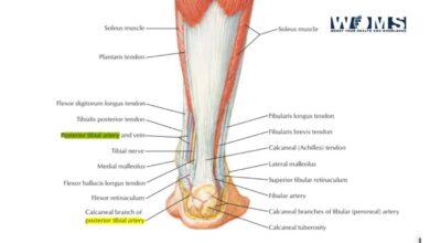 Posterior-tibial-artery