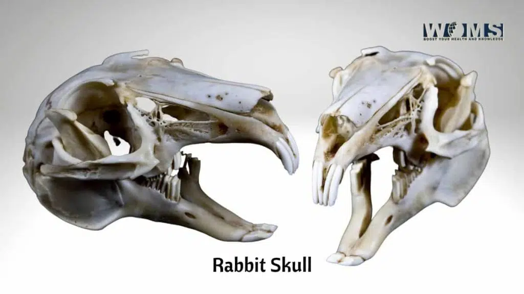 Rabbit Skull