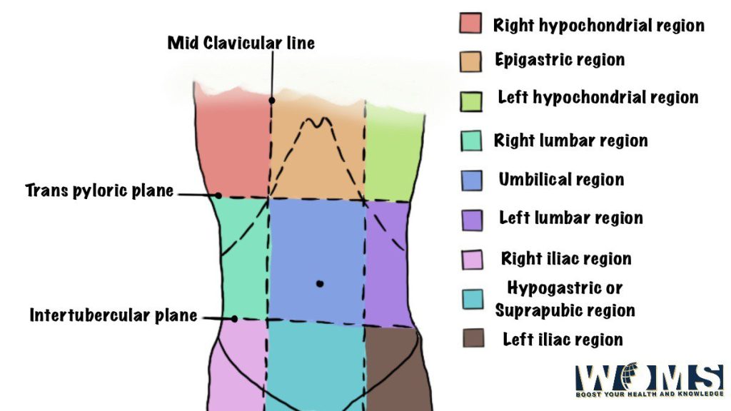 Regions of the abdomen