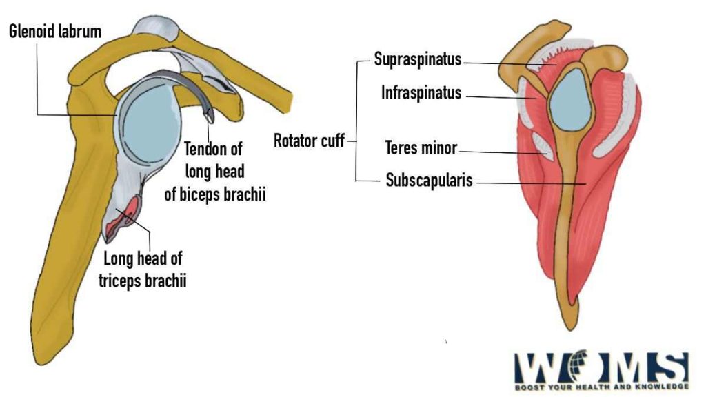 shoulder muscles