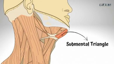 Submental Triangle