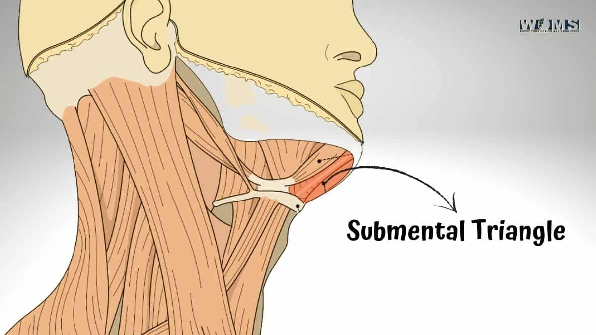 Submental Triangle