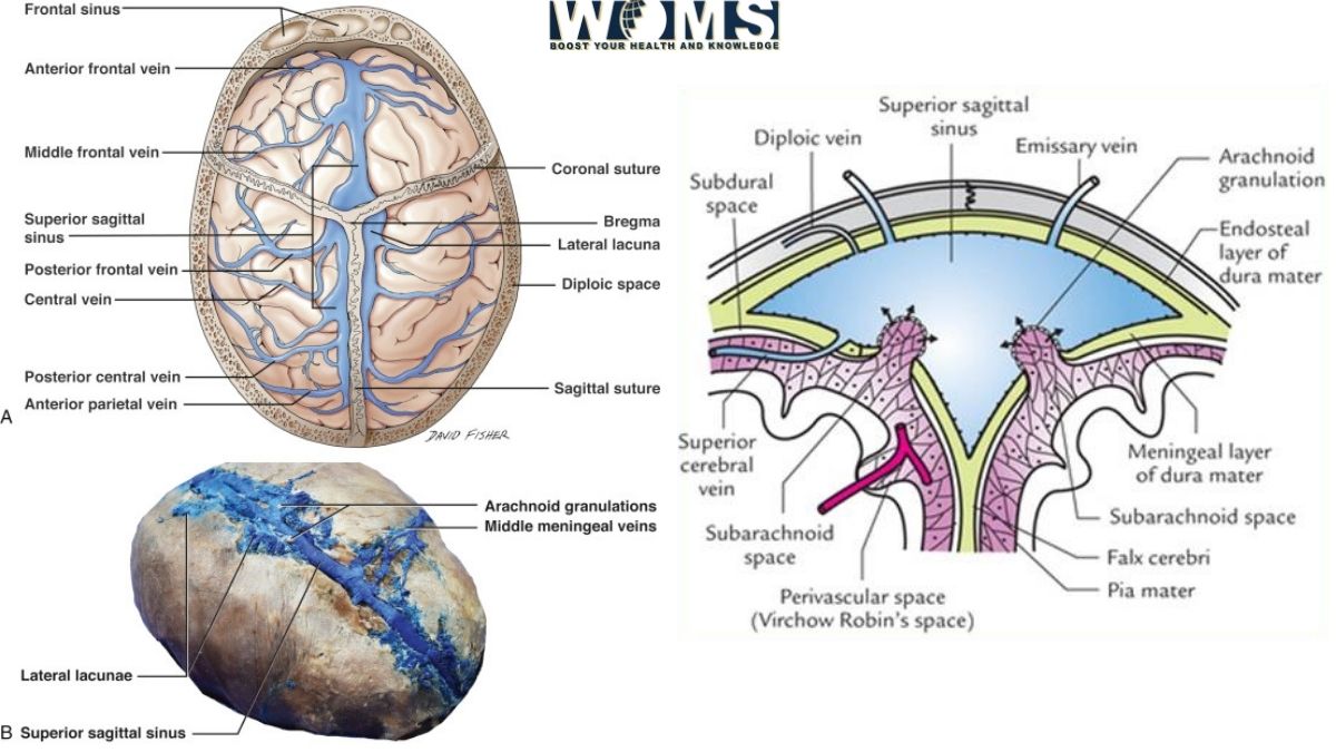 Superior Sagittal Sinus