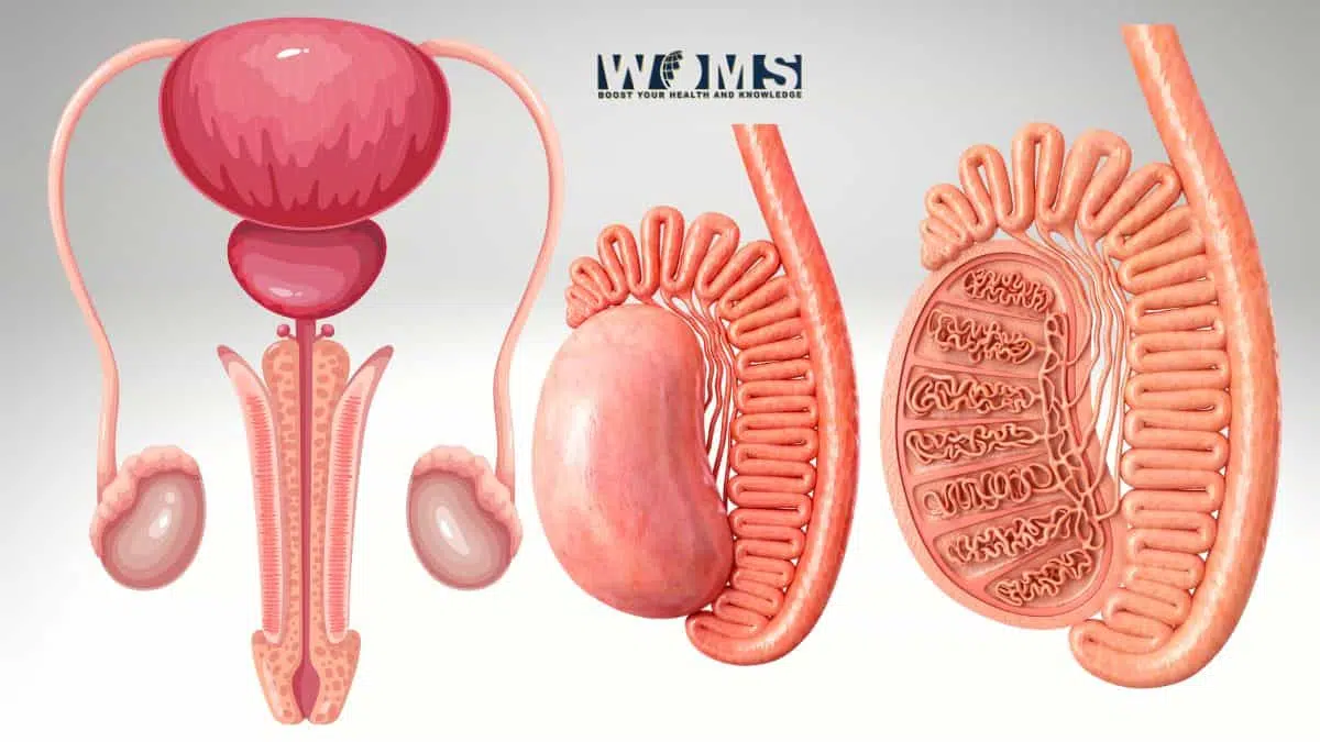 Testicle Anatomy