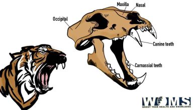 tiger skull