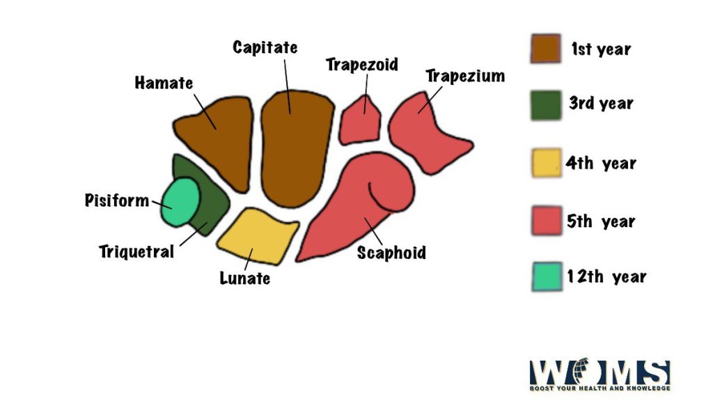 Carpal Bones