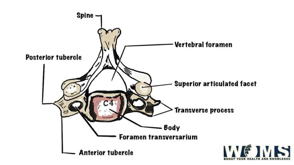 typical cervical vertebra