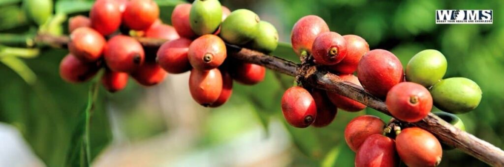 Uses of Coffee Fruit