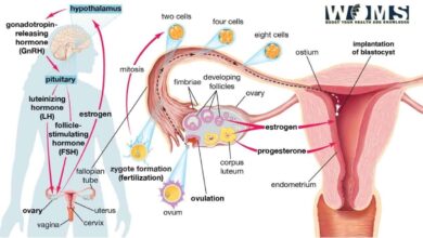 vagina pics with vagina anatomy