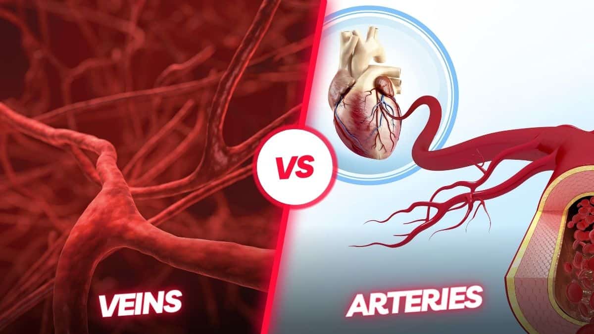 Veins and Arteries Difference