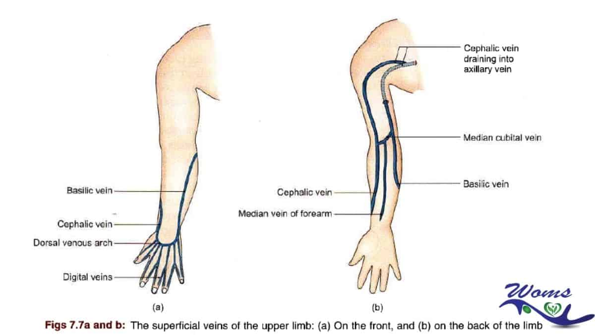 Veins in the arm