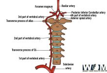 vertebral artery