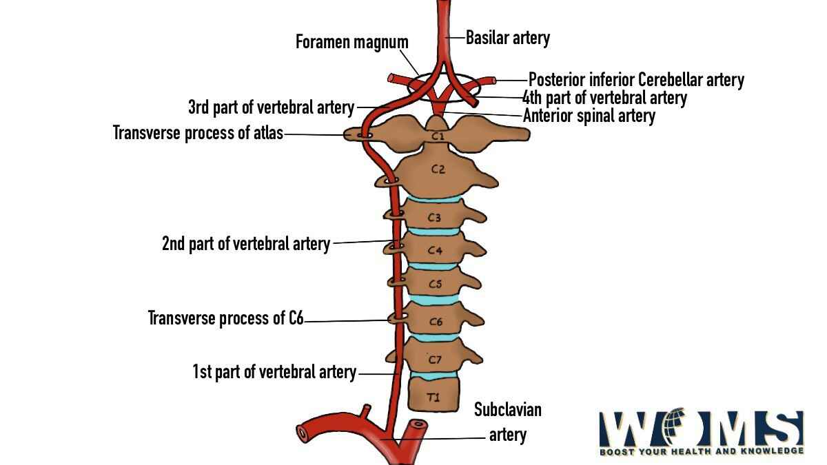 vertebral artery