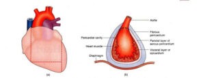 Layers of pericardium