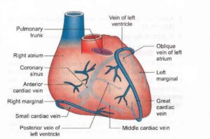 Veins of the heart: Anatomy of the heart