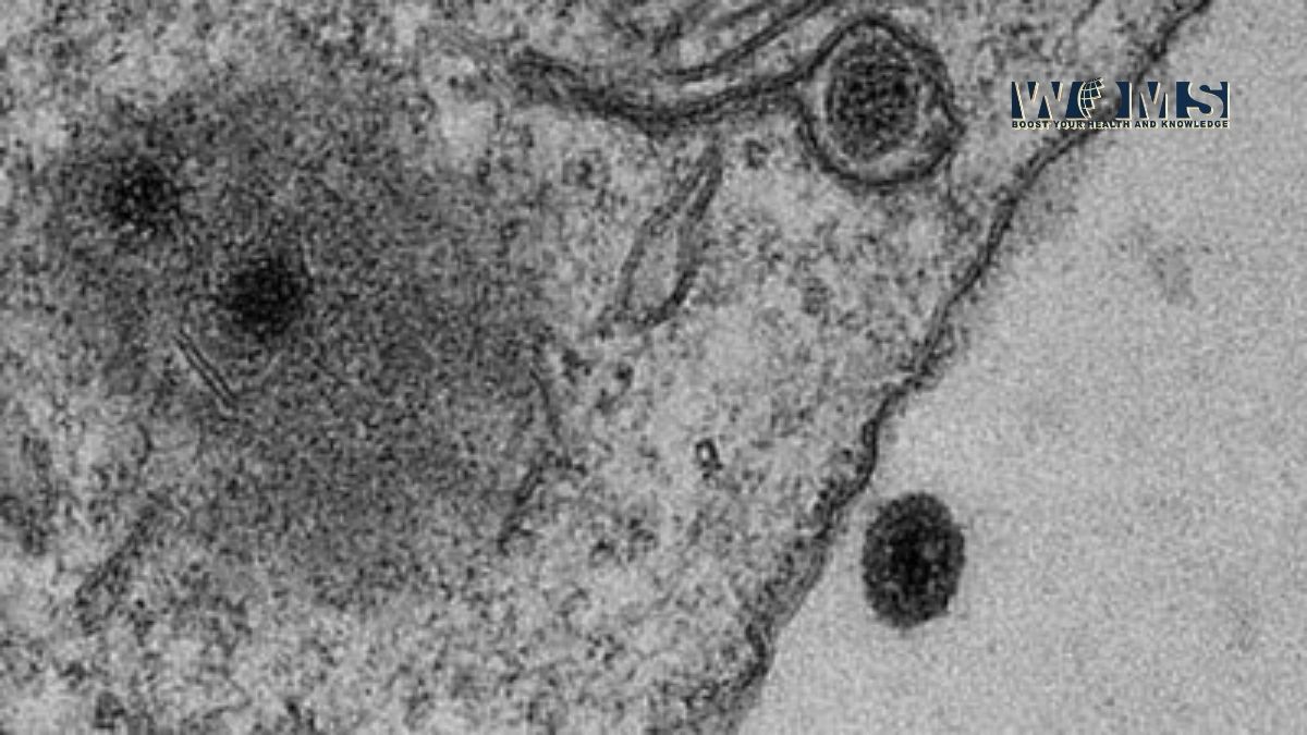 yara virus