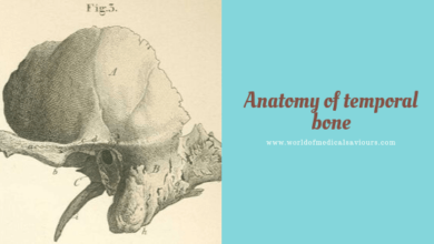 Temporal bones