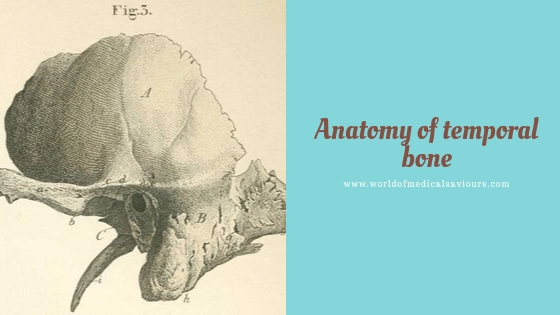 Temporal bones