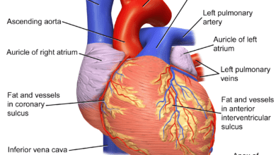 Anatomy of the heart