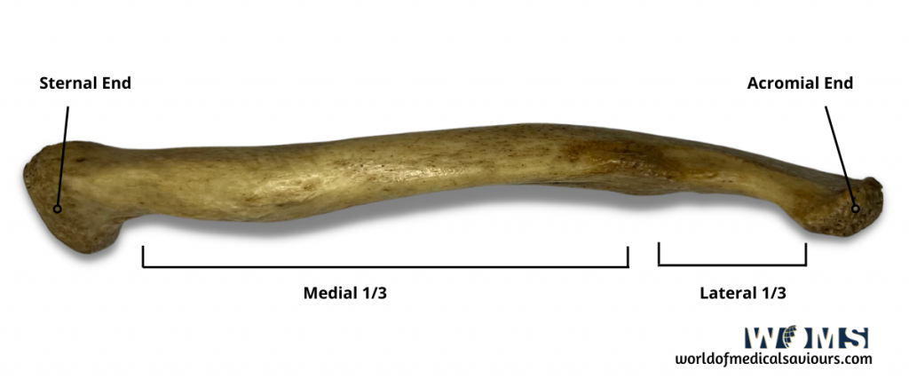 clavicle bone posterior view