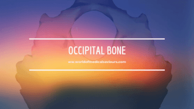 occipital bone