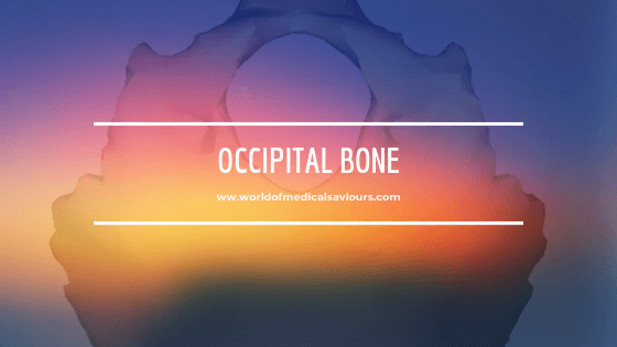 occipital bone